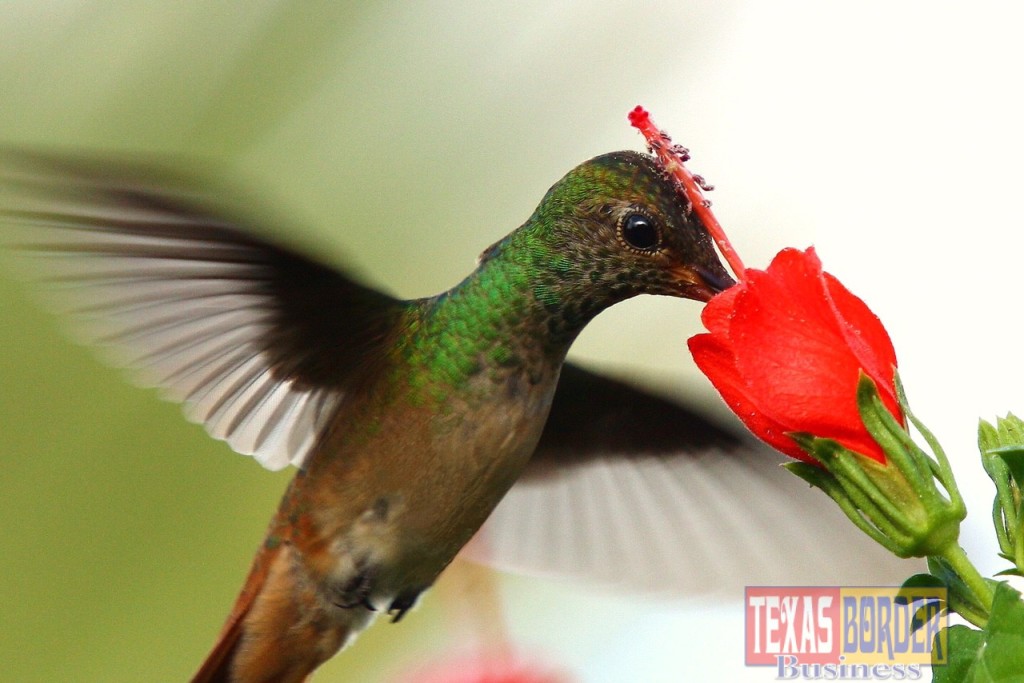 Join us at Quinta Mazatlan on Saturday, September 12th for a fun Hummingbird Celebration.  From 8 am to 1 pm the festival offers tours, talks, native plants and arts!  Come view the beautiful Buff-bellied Hummingbirds at our Turk’s Caps at the beautiful historic mansion.