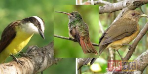 Attract these greats to your backyard by participating in the “Backyard Habitat Steward” program at Quinta Mazatlan.  Valley backyard birds include the Great Kiskadee, Plain Chachalaca, Buff-bellied Hummingbird and Clay-colored Thrush.  Call now for reservations at 681-3370!