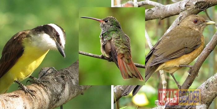 Reserve Your Spot in the Backyard habitat steward program