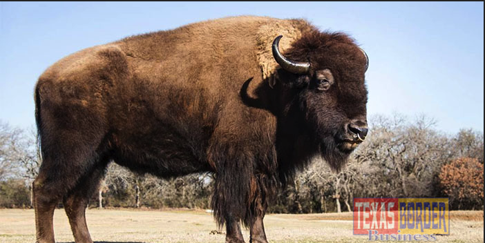 Mo the Buffalo’s appearance at the stock show is part of PlainsCapital Bank’s sponsorship of this event and their continued commitment to partnering with local nonprofit organizations in the Rio Grande Valley. 