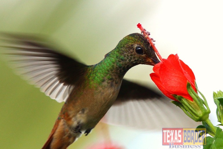 McAllen’s Hummingbird Festival Saturday, September 12th, 2015