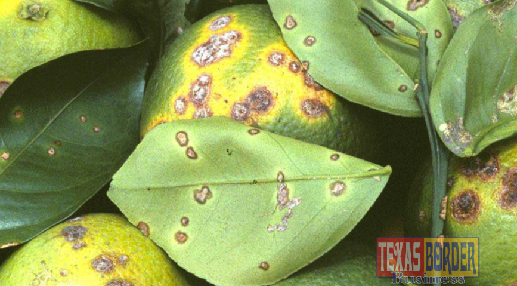 Citrus canker is mostly a leaf-spotting and fruit rind blemishing disease, but when conditions are highly favorable for infection, infections cause defoliation, shoot dieback and fruit drop.