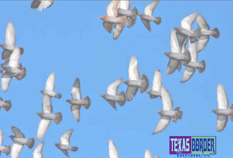 McAllen Convention Center targets bird droppings in Oval Park