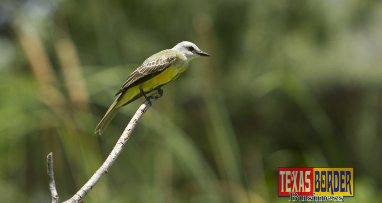 Quinta Mazatlan Awarded Conservation Grant from Great Texas Birding Classic