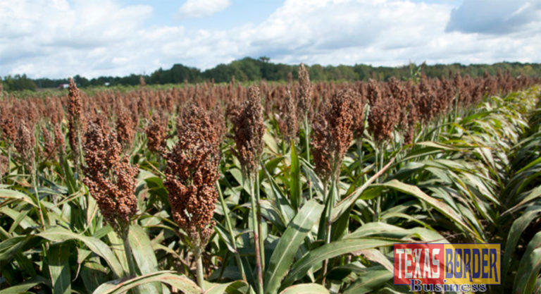 Breaking News: China buys 116,000 tons of Texas sorghum, pays a premium price for it