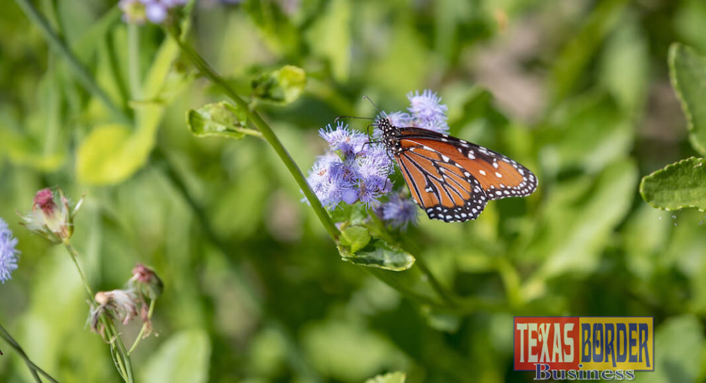 The Lower Rio Grande Valley is home to nearly 40 percent of the 700 species of butterflies found in the United States. Now, the UTRGV biology department is hoping to attract as many of those as it can with a new butterfly garden on the Brownsville Campus. Dr. Lucia Carreon Martinez, UTRGV biology lecturer who is spearheading the project, said conservation is vital because butterflies and other pollinators are threatened by habitat loss due to development, pesticide and herbicide use, and are a vital part of the Valley’s ecological balance. Construction on the garden started in February, and volunteers now help maintain the site. (UTRGV Photo by David Pike)
