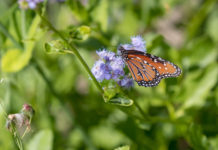 The Lower Rio Grande Valley is home to nearly 40 percent of the 700 species of butterflies found in the United States. Now, the UTRGV biology department is hoping to attract as many of those as it can with a new butterfly garden on the Brownsville Campus. Dr. Lucia Carreon Martinez, UTRGV biology lecturer who is spearheading the project, said conservation is vital because butterflies and other pollinators are threatened by habitat loss due to development, pesticide and herbicide use, and are a vital part of the Valley’s ecological balance. Construction on the garden started in February, and volunteers now help maintain the site. (UTRGV Photo by David Pike)