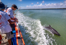 Area high school students take a break from conducting research tests on the Laguna Madre to watch a pod of dolphins frolicking in the wake of UTRGV’s floating classroom, the Ridley. The students were part of UTRGV’s recent Hands-On Marine Ecology Camp, offered by the Coastal Studies Laboratory of the UTRGV School of Earth, Environmental and Marine Sciences (SEEMS). It was the first time some of the students had seen dolphins in their natural environment. (UTRGV Photo by David Pike)