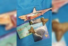 Dive into the World of Sharks with IMAS! The International Museum of Art & Science (IMAS) is presenting its second annual Shark Week Celebration from July 24 –29, 2018.