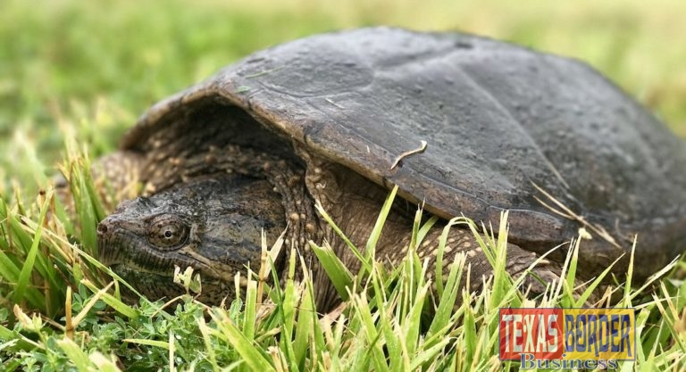 New Rules Prohibit Commercial Harvest of Four Turtle Species in Texas