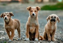 Palm Valley Animal Center Ready To Transport 60 Lucky Dogs to Utah After Being Temporarily Housed By Local Families In Order To Save Them Image for illustration only, not of dogs being transported.