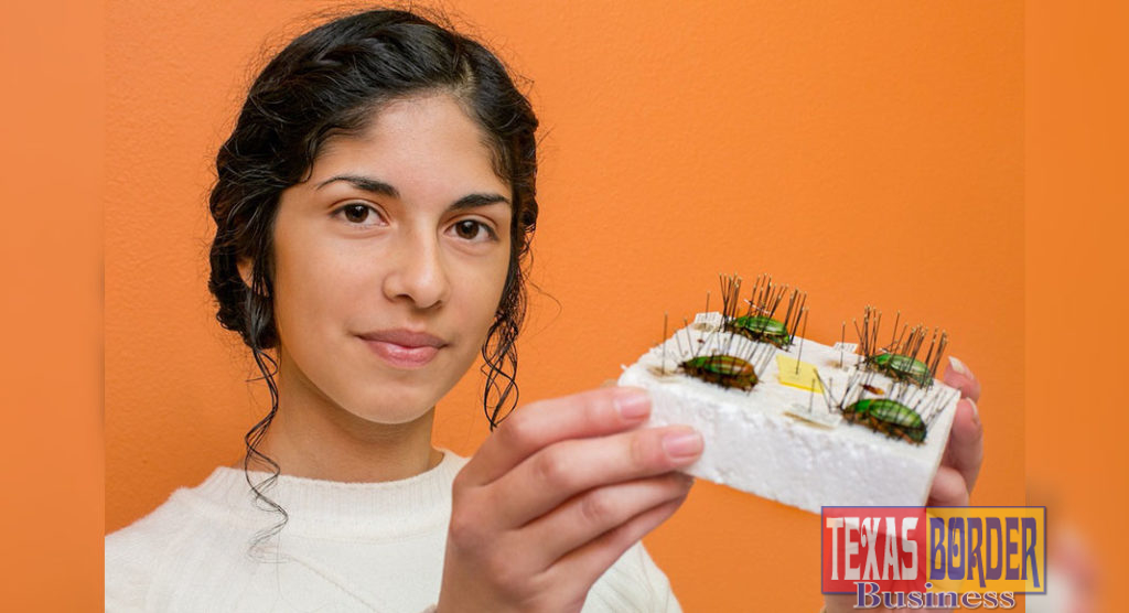 STC DEMSA student Brianna Miranda displays her work with the Mexican Chrysina adelaida beetle at the Mid Valley Campus. Assisting instructor Dr. David Robacker, Miranda says she could be on the verge of identifying a new species of the beetle native to Mexico. The Dual Enrollment Medical Science Academy (DEMSA) at South Texas College is one of five academy programs enabling high achieving students to earn a college degree before they even graduate high school.  