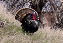 Texas Turkey Hunters Should See Abundance of Boss Gobblers this Spring Image for illustration only