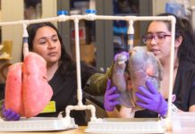 South Texas College Receives Truth Initiative Grant and Pledges to go Tobacco-Free by 2020 Melissa Cienega (left) and Michelle Leon display the two sets of pig lungs they will use to educate students on the dangers of smoking. The lungs on the left are normal healthy lungs, and the set on the right are lungs that have been continuously exposed to smoke. The two students from STC’s Respiratory Therapy program have been selected as regional ambassadors for a smoke-free initiative, and report for training in Washington D.C. in April.