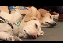 VIDEO: Cornyn Introduces the DAWG Act