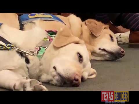 VIDEO: Cornyn Introduces the DAWG Act