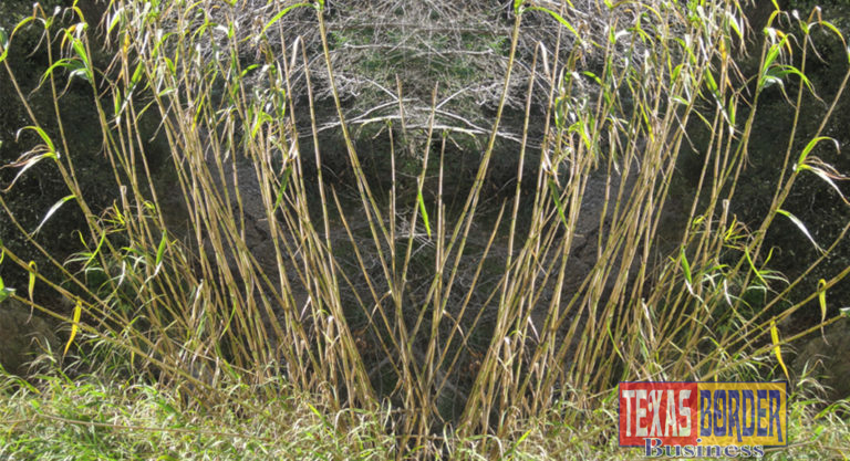 Controlling Carrizo Cane Along the Rio Grande and Real-Time Water Sensors Discussed at Meeting in Mercedes