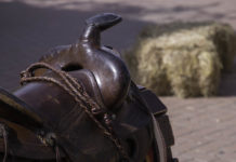 MOSTHistory Cattle Drive: Longhorns, Horses and Saddles Will Looney Legacy Park to host several “campsites”