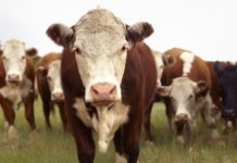 Texas Rancher to US House: Ratify USMCA for American beef Producers Image for illustration purposes only