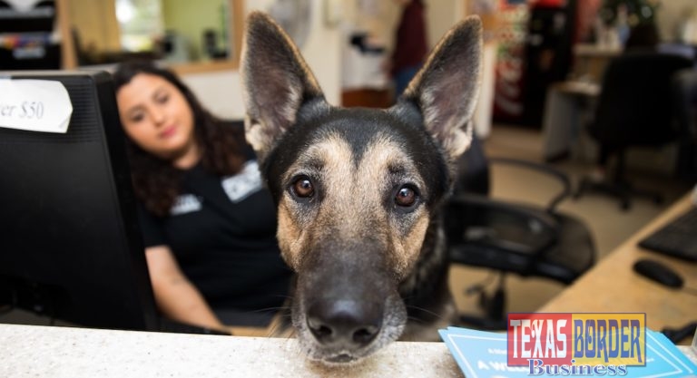 Palm Valley Animal Center Needs Foster Homes for 100 Dogs for 10 Days