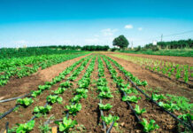 Vela Leads Letter to Appropriators To Protect Farmer Payments