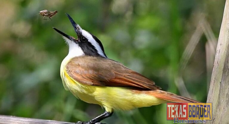 Rio Grande Valley Birding Festival 2019