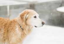 City of Mission Urging Pet Owners to take Precautions During this Cold Spell