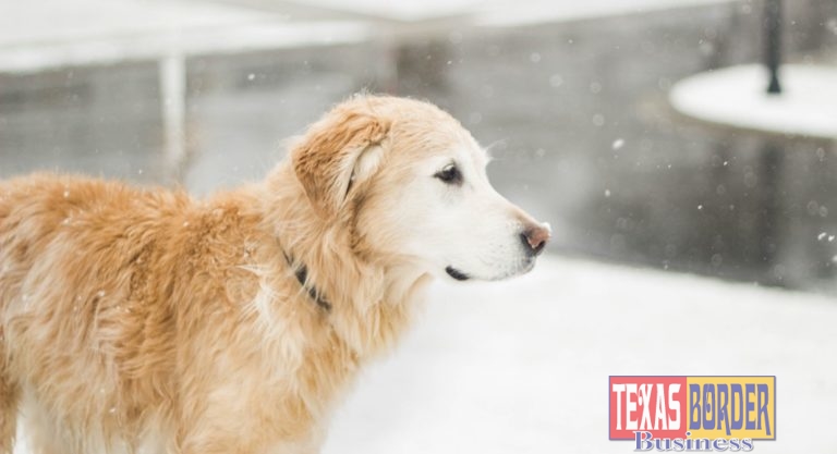 City of Mission Urging Pet Owners to take Precautions During this Cold Spell
