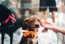 Palm Valley Animal Center Announces Historic Name Change, National Partnerships, Significant Lifesaving Increases