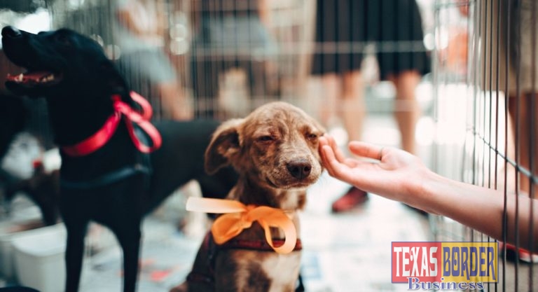 Palm Valley Animal Center Announces Historic Name Change,  National Partnerships, Significant Lifesaving Increases
