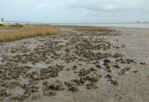 UTRGV Cohosting Meeting on Responsible Oyster farming