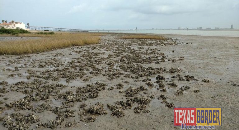 UTRGV Cohosting Meeting on Responsible Oyster farming