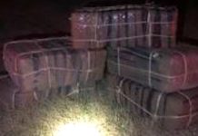 Rio Grande City Agents seize more than $700K Worth of Marijuana