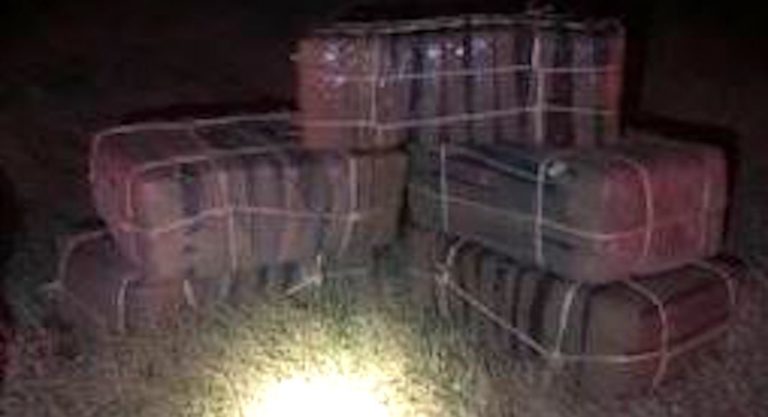 Rio Grande City Agents seize more than $700K Worth of Marijuana