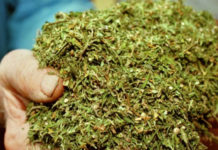 Austin passes its Marijuana Resolution