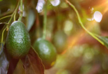 Port Laredo Welcomes $48 Million Investment from Produce Sector