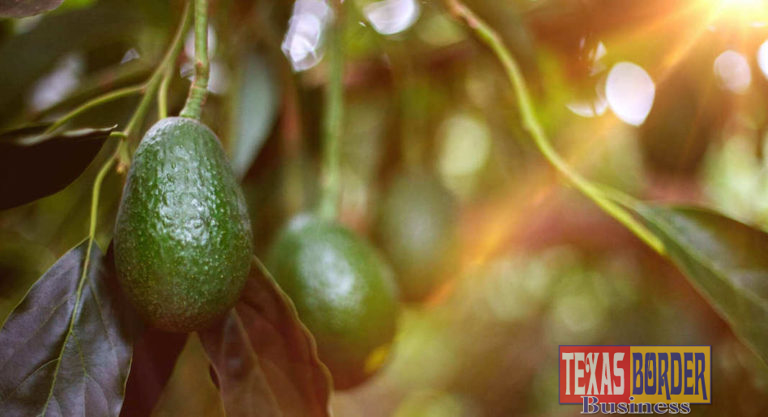 Port Laredo Welcomes $48 Million Investment from Produce Sector