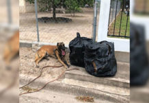 Rio Grande Valley Agents Continue to see Narcotics Almost Daily