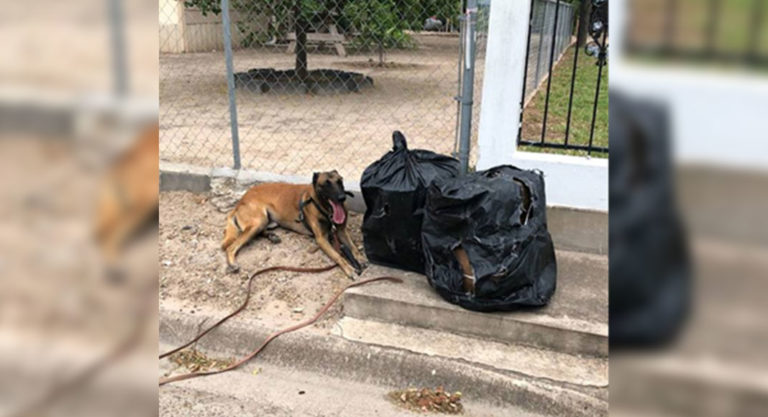 Rio Grande Valley Agents Continue to see Narcotics Almost Daily