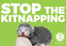 Palm Valley Animal Society Asks Community to Help Prevent “Kitnapping”