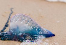 UTRGV professor: Marvel at blue dragons, but don’t touch