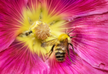 Wild Bees on Exhibit, Community Call for Photography of Pollinators in Action
