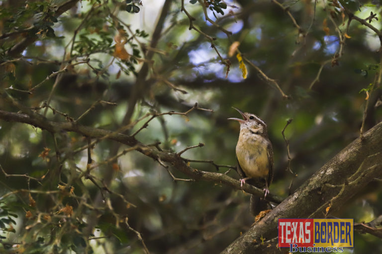 Carolina Wrens Adopt a “Su Casa, Mi Casa” Family Motto