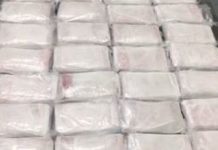 A Border Patrol K-9 Alerts Agents to Concealed Drugs