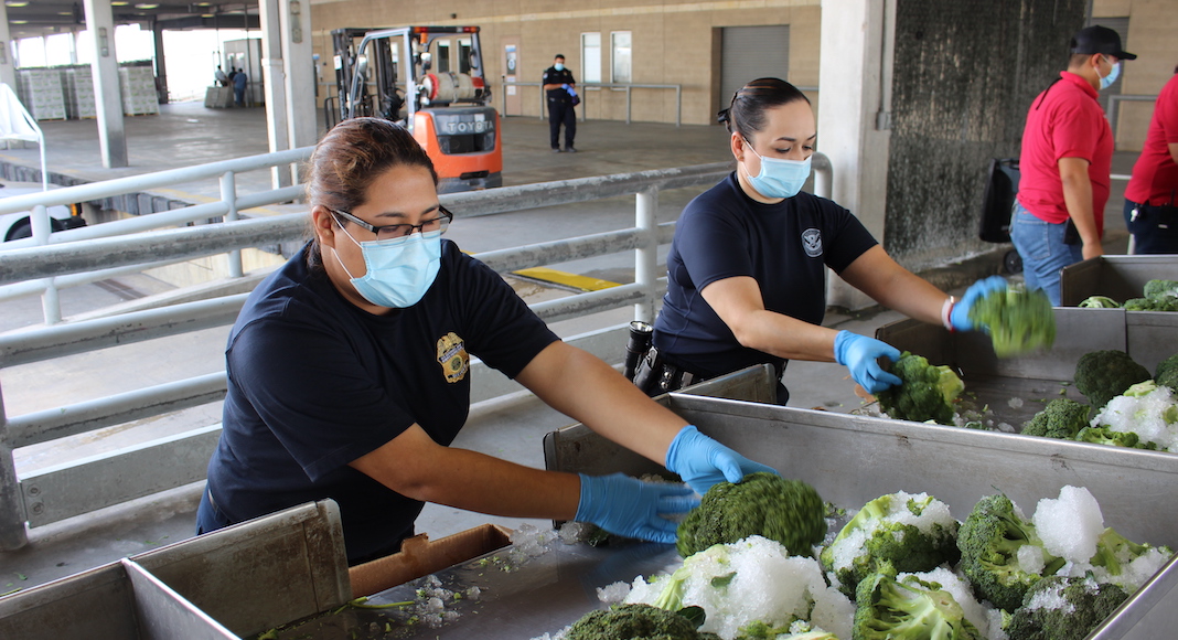Partnership Yields Paid Agriculture Internships at RGV Ports of Entry