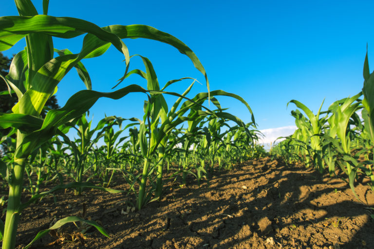 Cornyn: UTRGV to Receive $1.9M Agricultural Innovation Grant