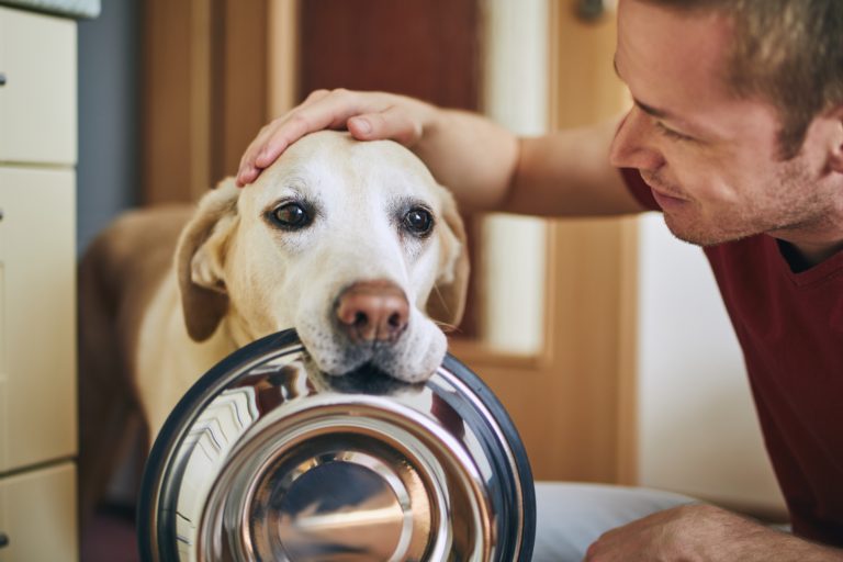 Palm Valley Animal Society Partners with Finding Rover Inc.