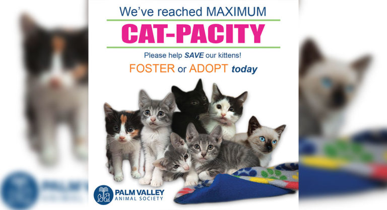 Help! Palm Valley Animal Society is at Maximum ‘Cat-pacity’