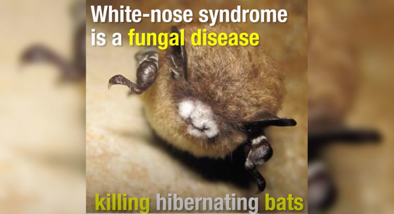 Wildlife Experts Ask for Public Help in Reporting Bat Mortality Events