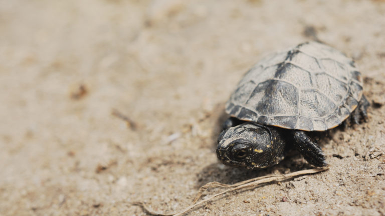 Biologists Examine Winter Weather Impact on Texas Wildlife